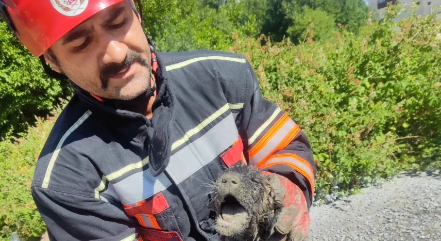 Betona Sıkışan Köpek İtfaiyenin Müdahalesiyle Kurtarıldı