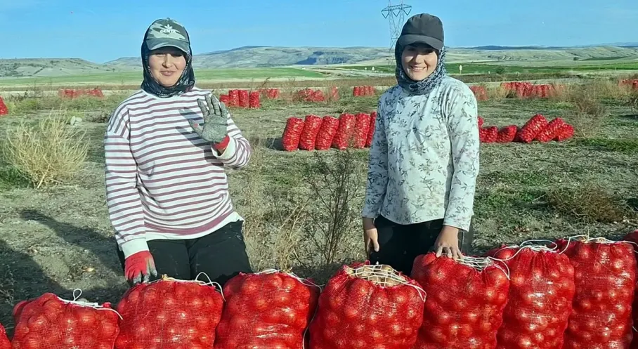 Beypazarı'nda Soğan Üreticisi Feryadı: Tarlada 5 TL'ye Geçim Mücadelesi!