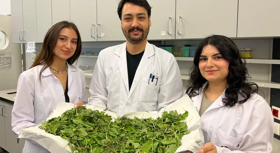 BİLGİ'li Öğrencilerden Antibiyotik Direncine Doğal Çözüm: Sinir Otu!