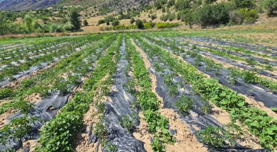Çamoluk'ta Tarım Atağı: Yeni Projelerle Yüzler Gülüyor!