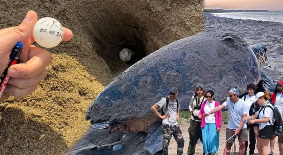 Caretta Carettalar Belek Sahilinde İlk Yuvalarını Kurdu! (Son Dakika)