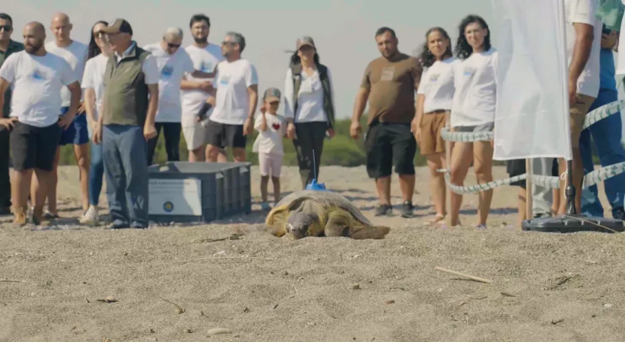 Caretta Caretta’ların Göç Rotalarına Uydu Takibiyle Işık Tutuluyor
