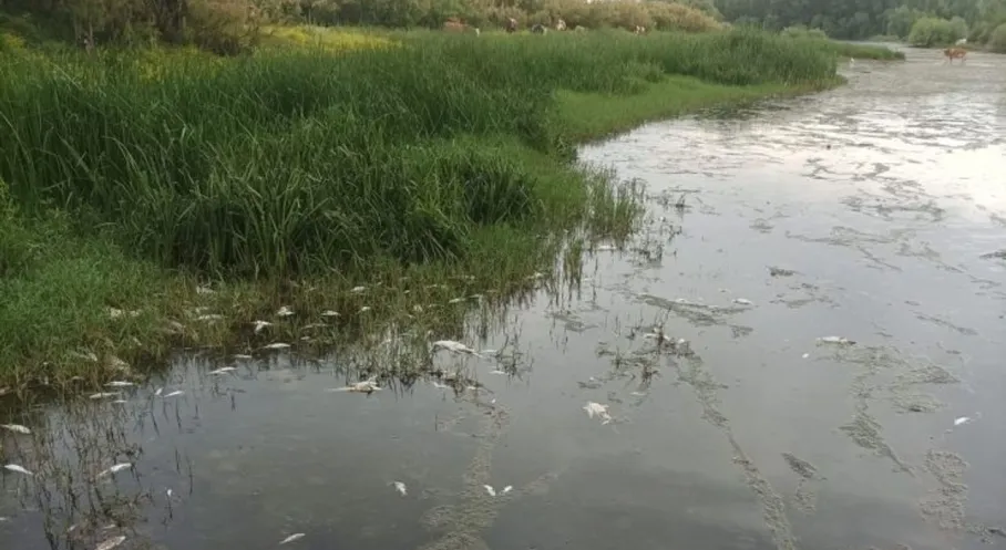 Dicle Nehri'nde Korkunç Felaket! Balık Katliamı ve Kuraklık Tehlikesi!