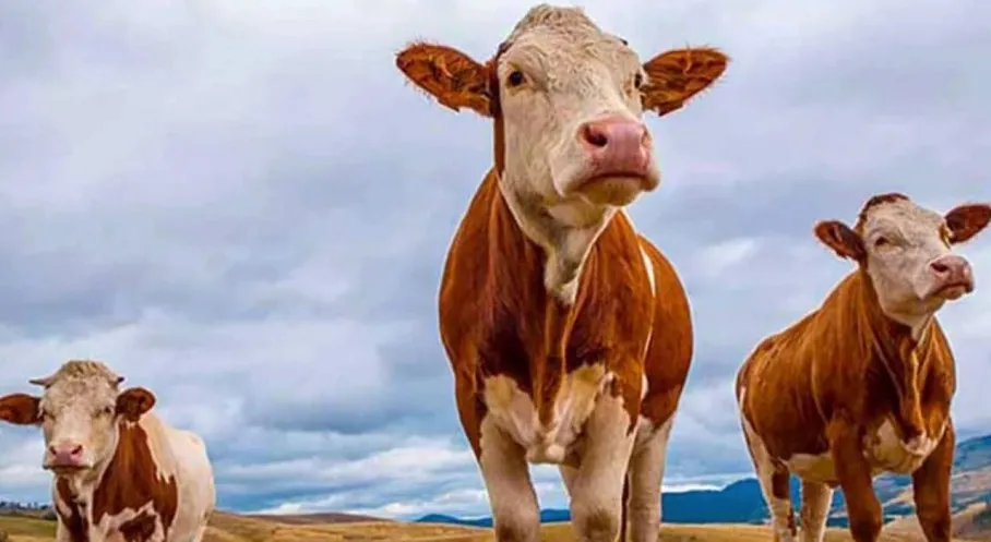 Doğu Anadolu'dan Kurban Bayramı Öncesi Rekor Sevkiyat: 80 Bin Kurbanlık Batıya Ulaştı!