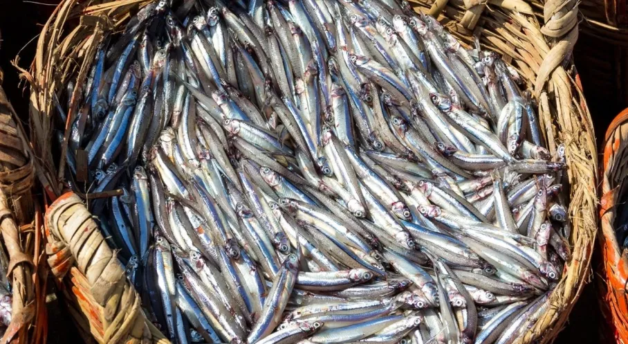 Doğu Karadeniz'den Su Ürünleri İhracatı Rekoru: 29 Ülkeye Dev Satış!