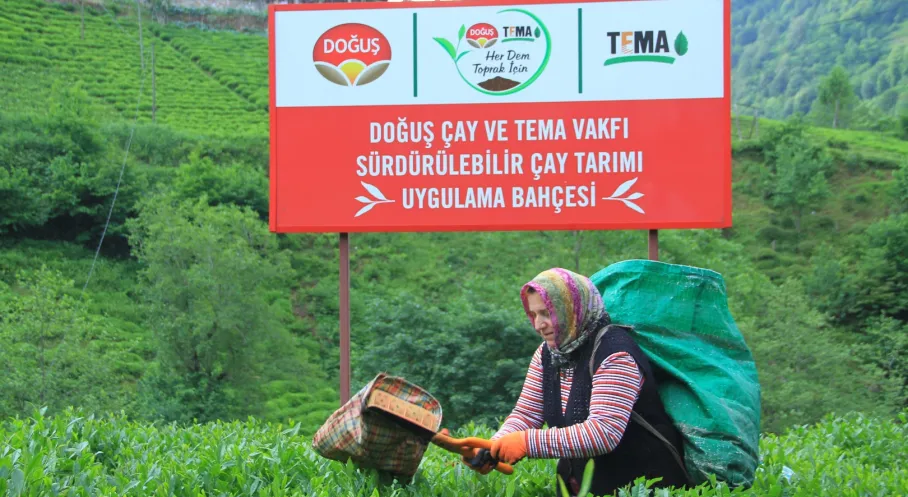 Doğuş Çay'dan Karadeniz'de Hasat Coşkusu: Sürdürülebilirlik ve Kalite Odaklı Yeni Sezon Başladı!