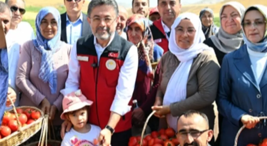 Domates Tutkumuz Tescilli: Türkiye'de Yıllık Kişi Başı Domates Tüketimi Rekor Seviyede!