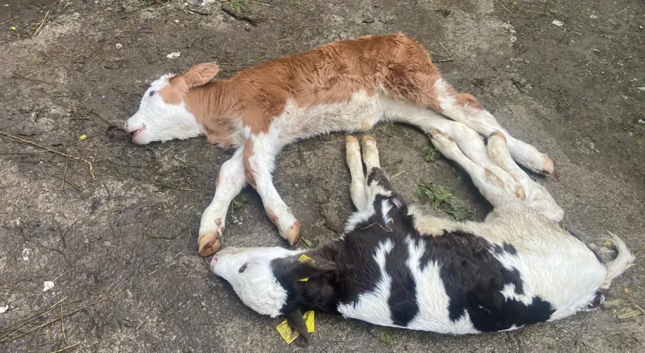 Düzce'de Şap Hastalığı Dehşet Saçıyor: 5 Büyükbaş Hayvan Kurtarılamadı, Köylüler Çaresiz!