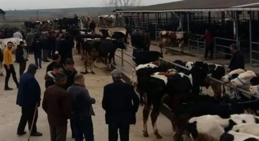Edirne Keşan Hayvan Pazarı Kapandı! İşte Kapatılma Sebebi