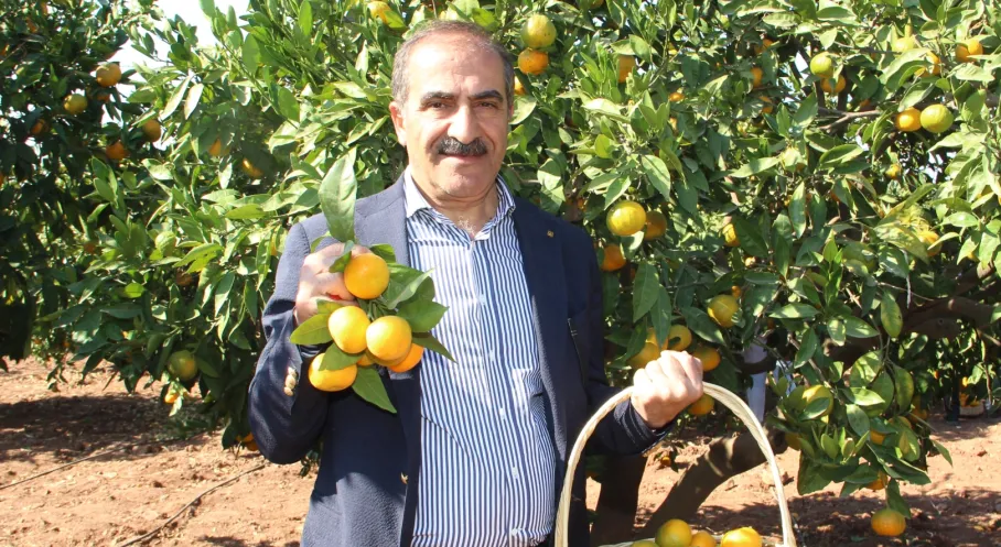 Ege'de Narenciye Üretimi Çöktü! Rekolte Kaybı Şoke Etti