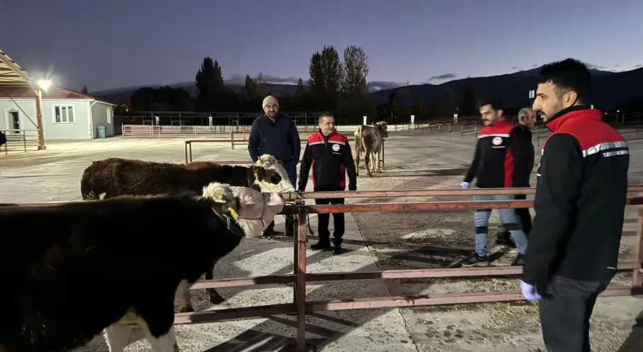 Erzincan Canlı Hayvan Pazarı Yeniden Açıldı! Üreticiler Akın Etti