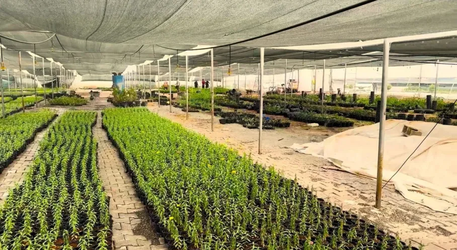Eyyübiye'nin Çiçekleri Kendi Serasından: Tasarruf ve Güzellik Bir Arada!