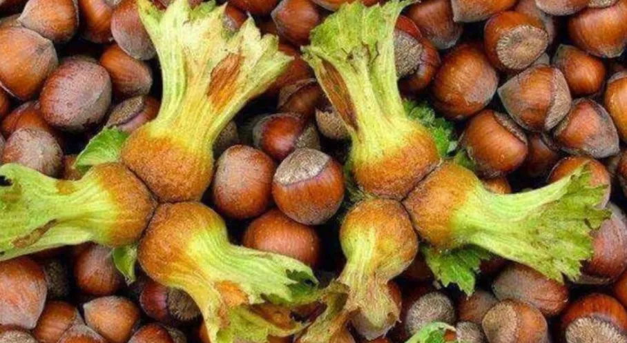 Fındık Fiyatları Rekor Kırıyor! FİSKOBİRLİK ve TKK'dan Yeni Alım Fiyatları!