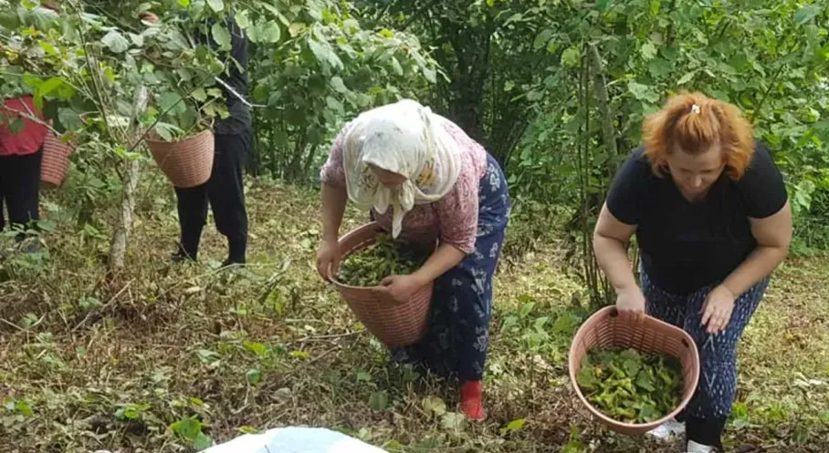 Fındık Hasadı Başladı: Giresun Sahilleri Fındık Kokusuyla Doldu!