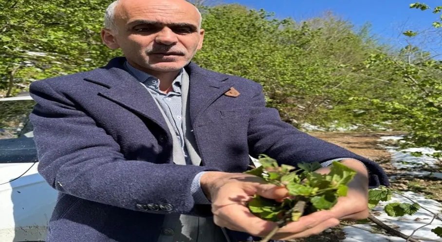 Fındık Üretiminde Şok Tahmin! Rekolte 450 Bin Tonun Altında Mı Kalacak?