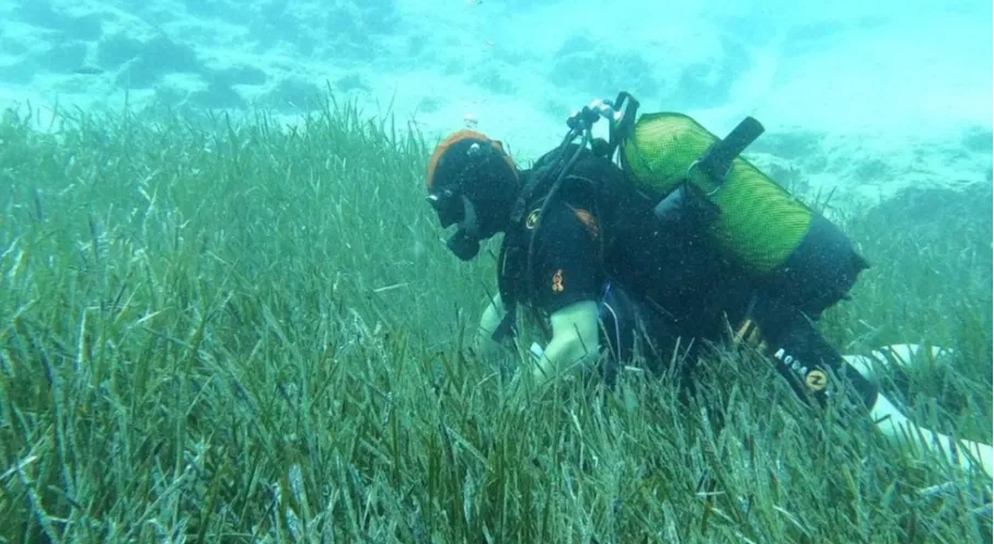 Garanti BBVA ve TURMEPA'dan Denizlerimize Mavi Nefes: Göcek'te 14 Bin Deniz Çayırı Hayat Buldu!