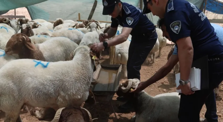Gaziantep'te Kurban Bayramı Öncesi Sıkı Denetimler Başladı! İşte Detaylar