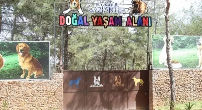Gaziantep'te Sokak Hayvanlarına Destek