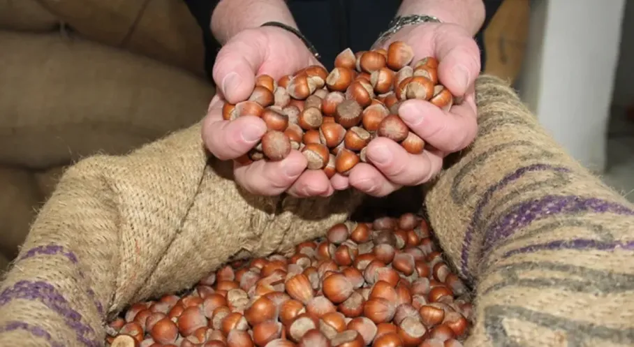Giresun Fındığı Rekor Kırdı! İşte Güncel Fiyatlar ve Üretici Yorumları
