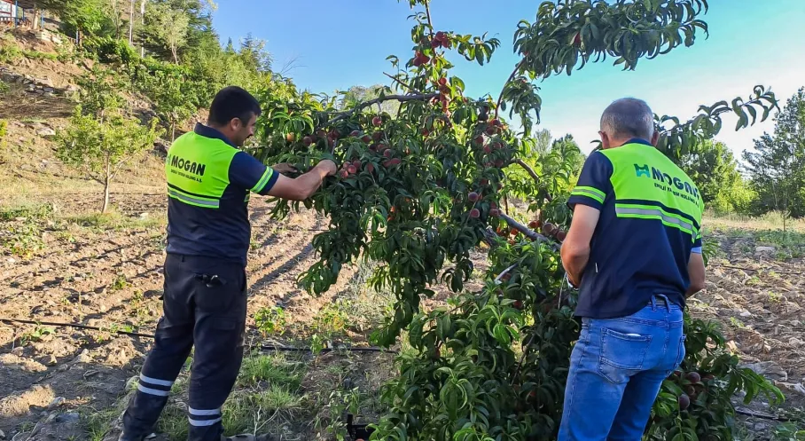 GÜRİŞ'ten Geleceğe Yeşil Miras: 475 Bin Ağaç Dikildi!