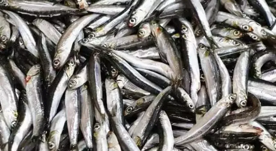 Hamsi İhracatında Rekor! Karadeniz'den 18 Ülkeye Hamsi Yağdı