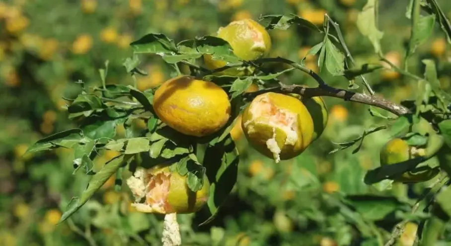 Hasat öncesi dolu ve fırtına mandalina üreticisini vurdu