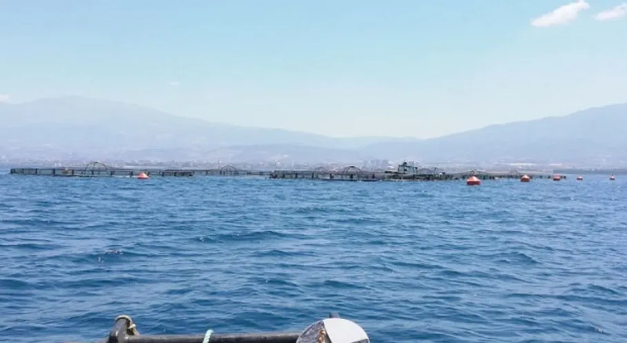 Hatay'dan Avrupa'ya Lezzet Köprüsü: Çupra ve Levrek İhracatında Rekor!