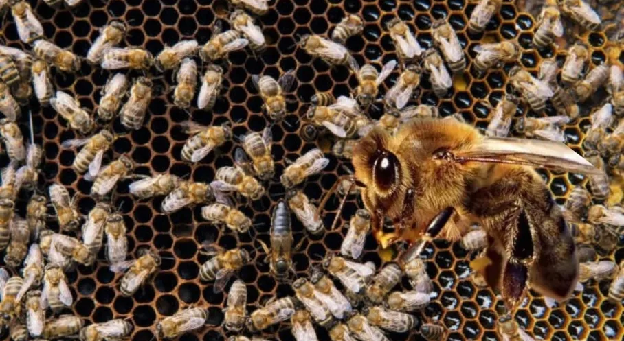 İklim Krizi Bombus Arılarını Yok Ediyor! Alarm Veren Araştırma