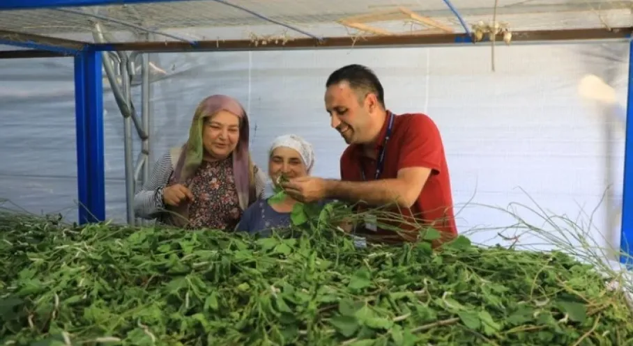 Muğla'da İpekböcekçiliğine Büyük Destek! Üretim Artacak mı?