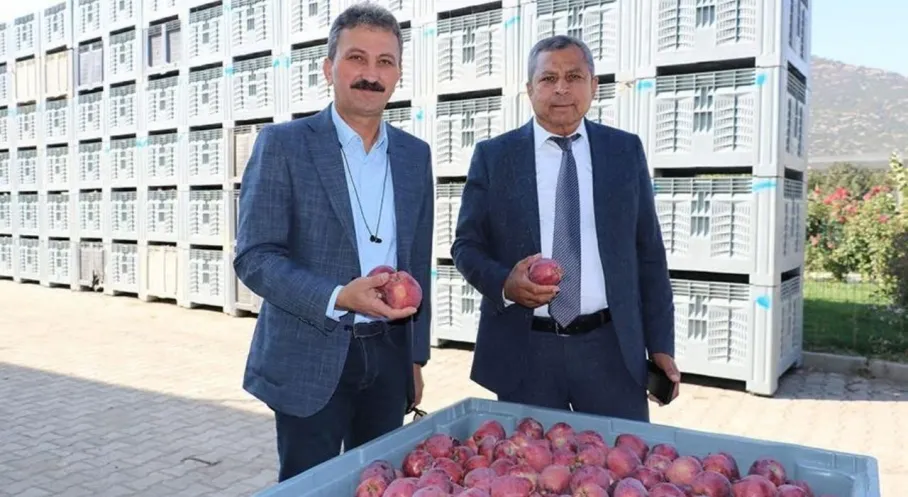 Isparta'da 2025 Elma Hasadı Başladı! Üretimde Son Durum Ne?