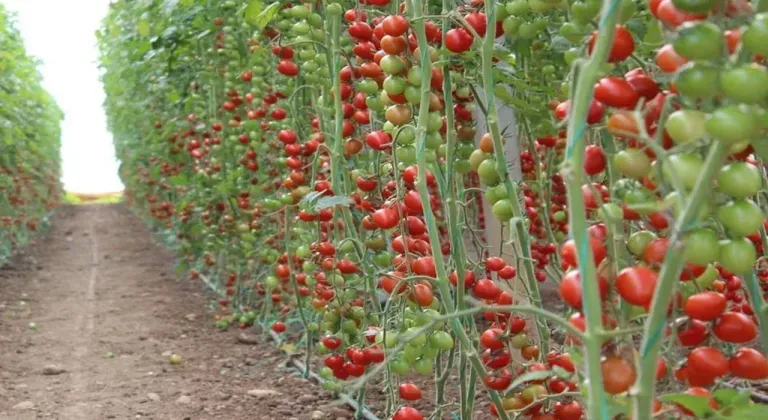 Isparta'da Domates Fidesi Seferberliği! Belediye Halkı Yerel Üretime Davet Ediyor