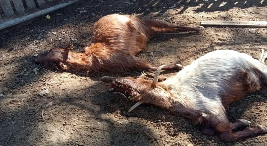 Isparta'da Kurt Dehşeti! Üreticiler Çaresiz: Sürüleri Telef Ettiler!