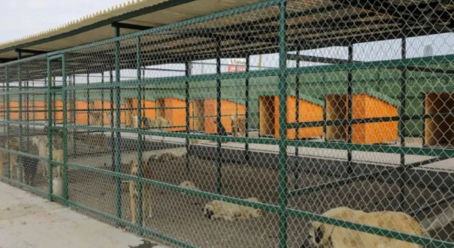 Isparta'da Modern Hayvan Barınağı Dönemi Başladı: Sokak Köpekleri Sorununa Çözüm!