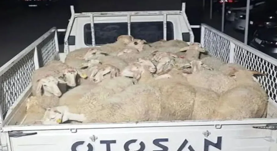 Isparta'da Şok! 32 Koyun Hırsızı Uşak'ta Kıskıvrak Yakalandı!