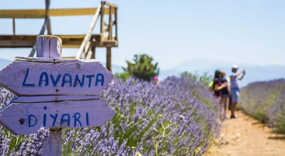 Isparta'dan Lavanta Rüzgarı: Türkiye'nin Mor Altını Yükselişte!