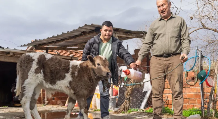 İzmir Büyükşehir'den Çiftçiye Hayati Destek: Buzağı Kiti ve Dezenfektanla Şap Hastalığına Savaş Açıldı!