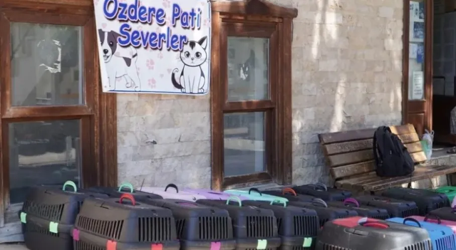 İzmir'de Kedi Nüfusu Kontrol Altında: 7 Bin Kedi Mobil Kısırlaştırma ile Koruma Altına Alındı!