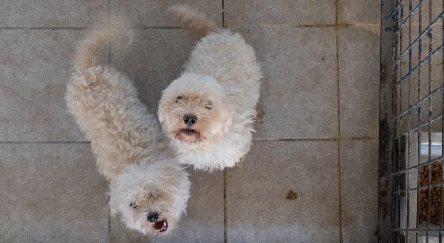İzmir'de Şok Baskın! 20 Köpeğe El Konuldu, Yeni Yuvalarını Arıyorlar!
