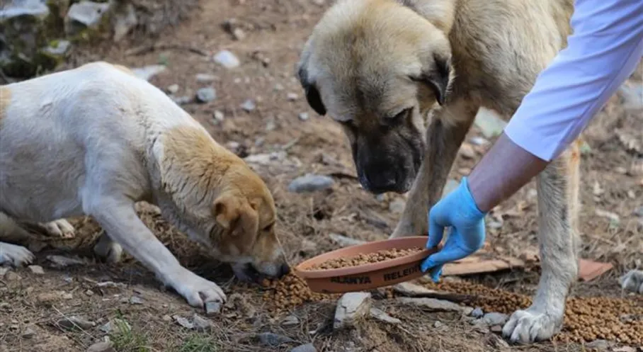 İzmir'de Şok Eden Hayvan Katliamı: Zehirlenen Köpek ve Kediler Can Verdi!