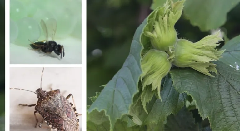 Kahverengi kokarca ile mücadele için Samuray arıları salındı