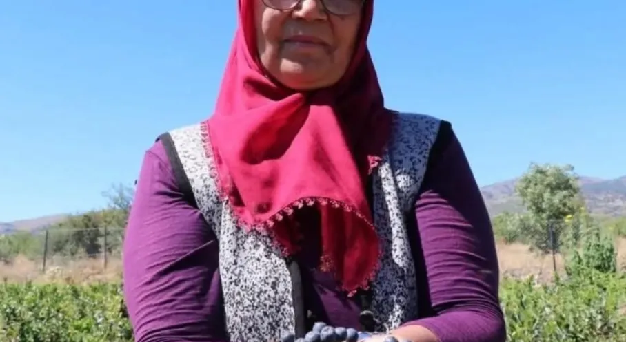 Kalbine Şifa Buldu, Köyüne Döndü: Aronya'yı Ücretsiz Dağıtıyor!