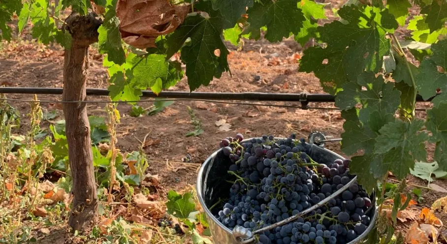 Kalecik Karası Kozmetikte Devrim Yaratıyor! Posamas Sektöre Yeni Bir Soluk Getirdi