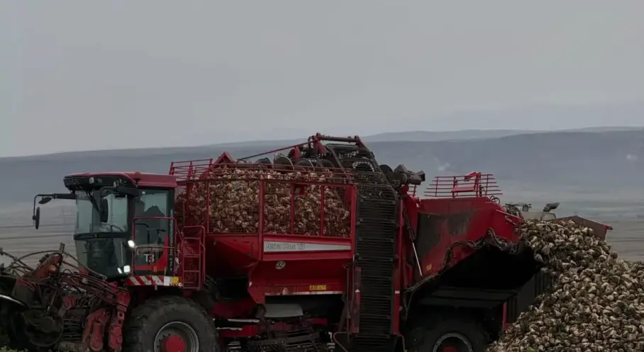 Kars Akyaka'da çiftçiler şeker pancarı başladı