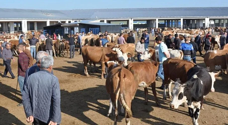 Kars Hayvan Pazarı Şap Hastalığı Alarmı! Pazar Geçici Süreyle Kapatıldı
