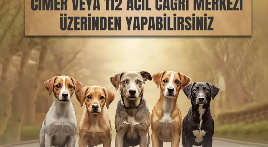 Kars'ta Sahipsiz Hayvanlar İçin Acil Çağrı! Şikayetler Artık Tek Merkezden!