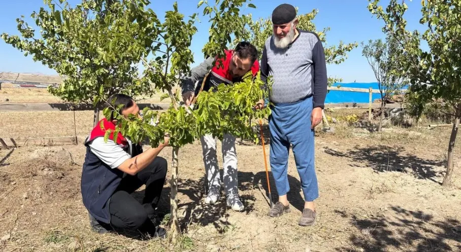 Kars'ta Tarım Atağı: Bacalı Köyü'nde Aşılama Başarısı!