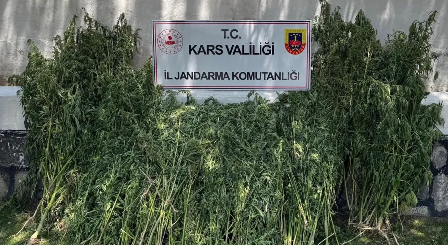 Kars'ta Uyuşturucu Operasyonu: 42 Binden Fazla Kenevir Bitkisi Ele Geçirildi!