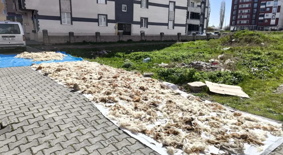 Kars'ta Yün Yıkama Geleneği Canlılığını Koruyor! Asırlık Miras Yeniden Hayat Buluyor