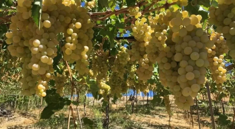 Kaş'ın Gururu: Margaz Üzümü Coğrafi İşaretle Tescillendi! Antalya'nın 20. Tescilli Ürünü