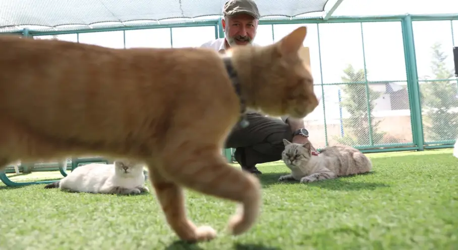 Kayseri’de ‘Küçük Dostlar Kedi Kasabası’ Ziyaretçi Akınına Uğruyor